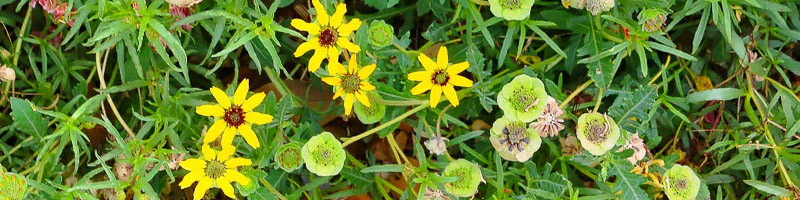 Daisy, Daisies, Chocolate Flower, Chocolate Daisy, Lyreleaf Greeneyes, Berlandiera lyrata